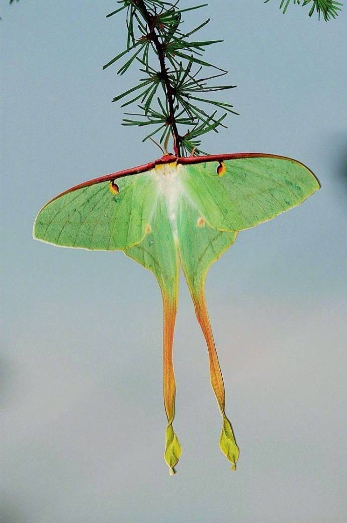 蚕中仙子长尾大蚕蛾67