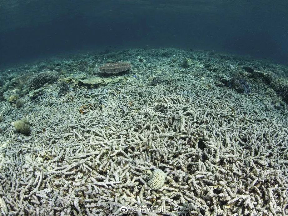 如果珊瑚礁不遭破坏,完全能削弱来势汹汹的大海啸