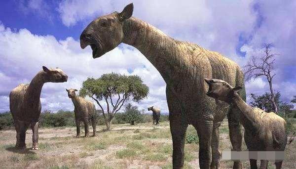 可比4头大象,出现在我国|巨犀|天山|大象_新浪新闻