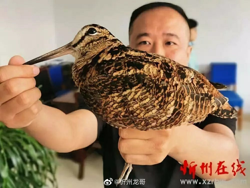 忻州市民救下一只长嘴鸟它属于国家二级保护动物