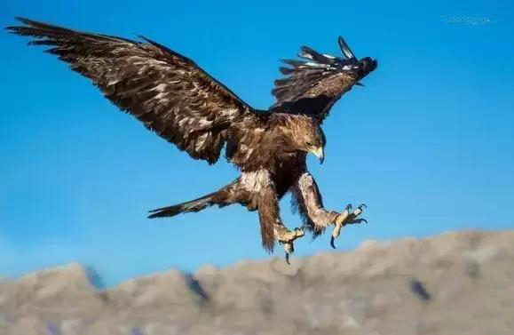 金雕一出爪,连狼都难敌何况是小狐狸