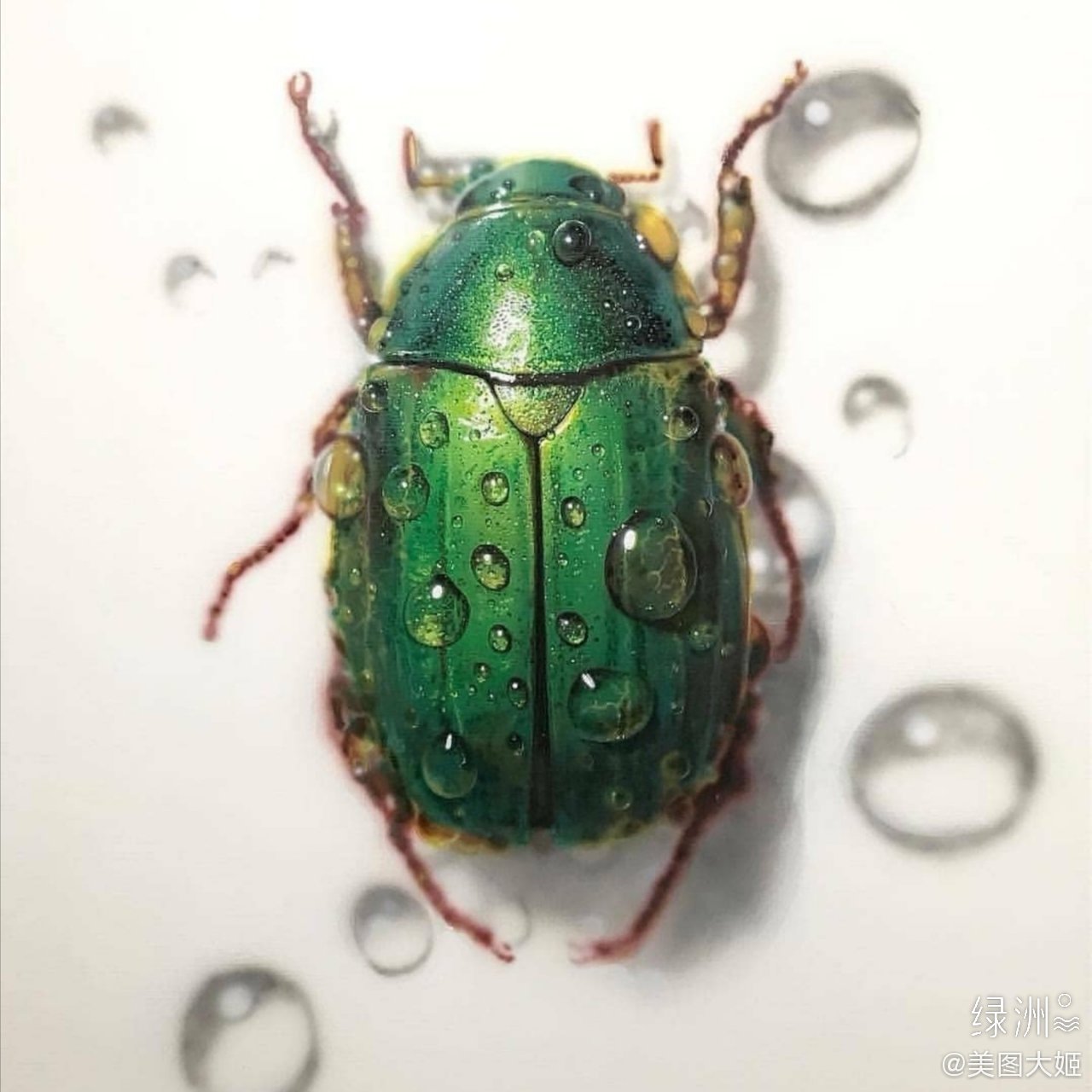 超写实水彩昆虫 差点以为是真的了_高清图集_新浪网