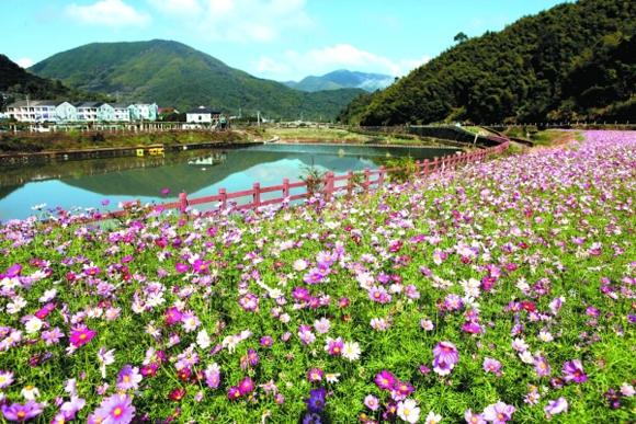 不用出国就能赏到绝美花海,这一花海更是多部浪漫偶像剧的取景地|花海|偶像剧|坐标_新浪新闻
