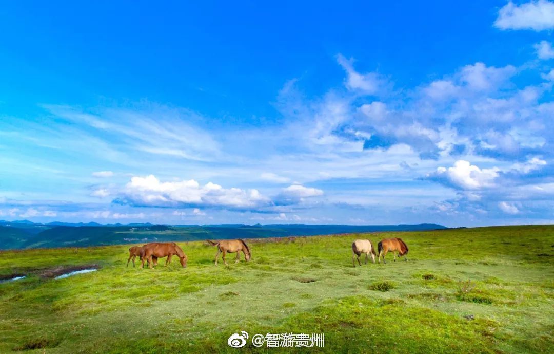 贵州龙里油画大草原,景入其名