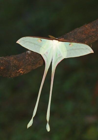 蚕中仙子长尾大蚕蛾67