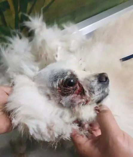 变态主人"直播"用钢筋暴打博美,小狗颤抖哀求模样让人泪目!