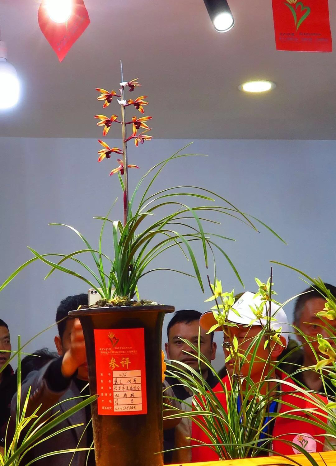 蕙兰传奇贵州兰展上的一个经典色花