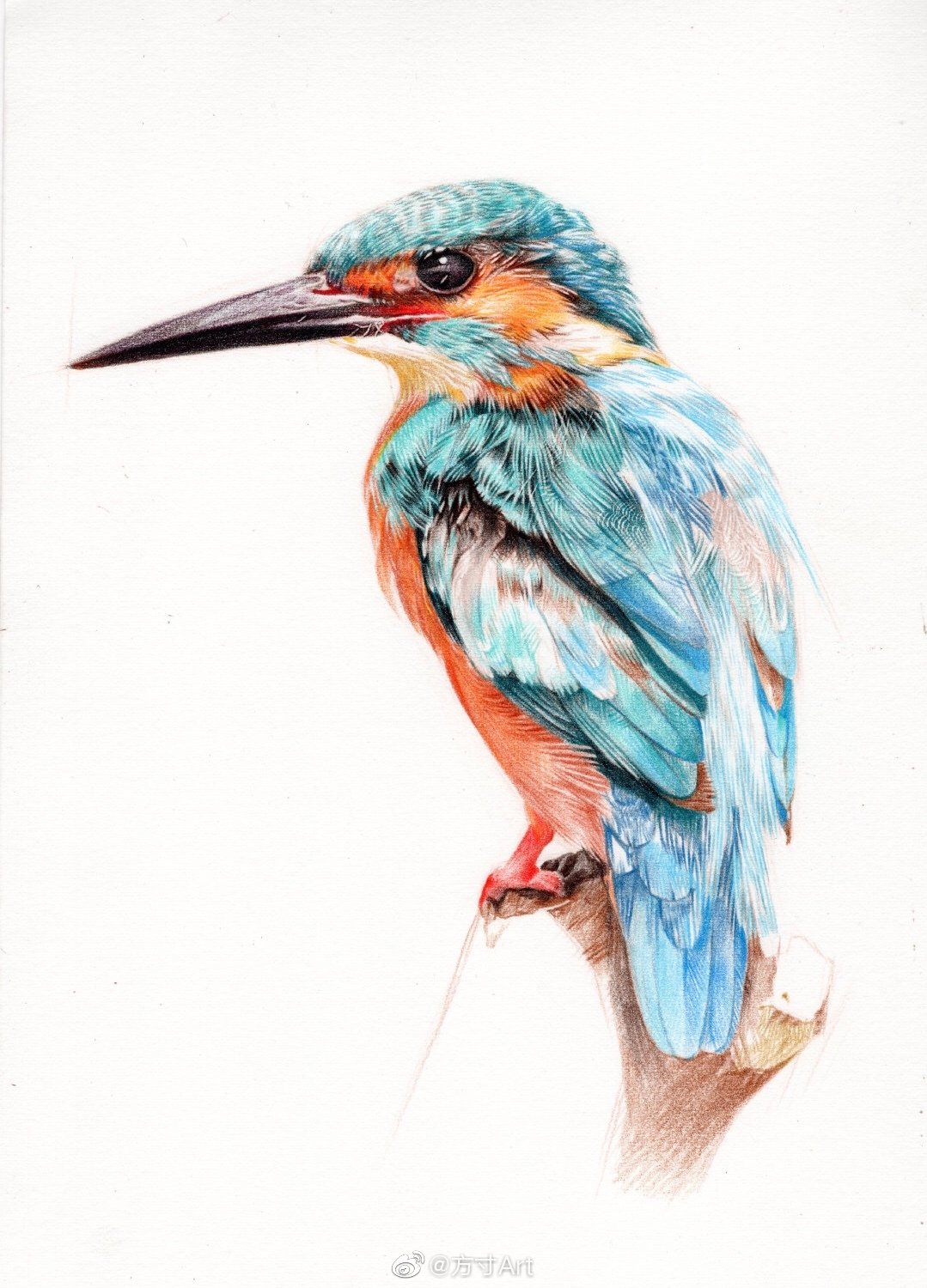手绘彩铅翠鸟作者方寸art
