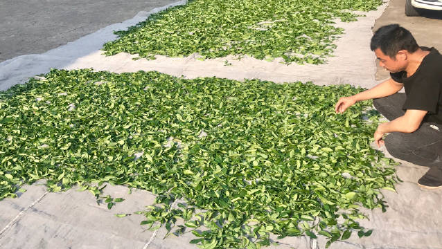 手工肉桂晒青摇青中