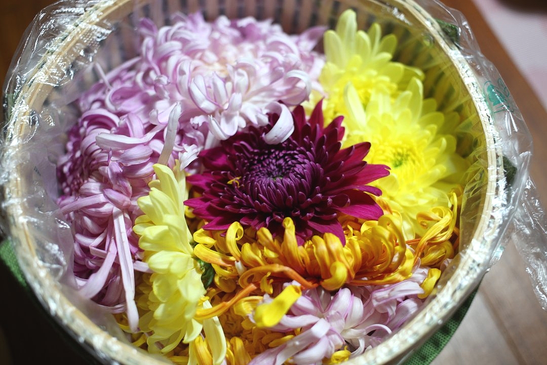 品菊正当时,食用菊花吃起来～ 六年了_高清图集_新浪网