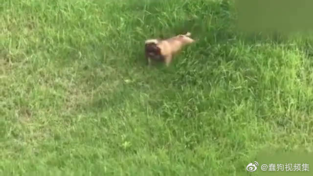 这法斗犬太秀了 会匍匐前进 还会斜坡翻滚 真厉害