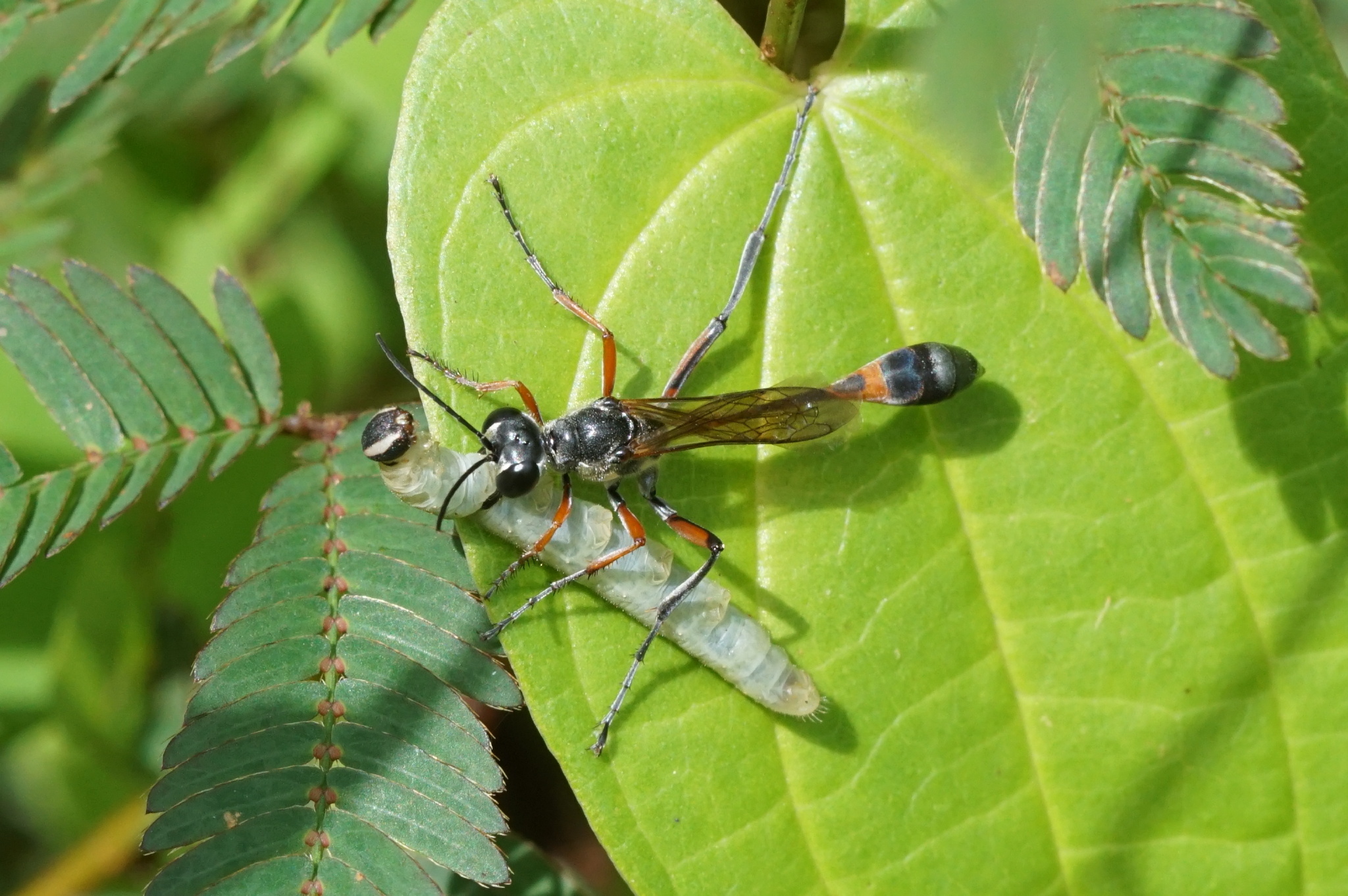 小程序元一辈子的算计|泥蜂|状态机|昆虫_新浪新闻