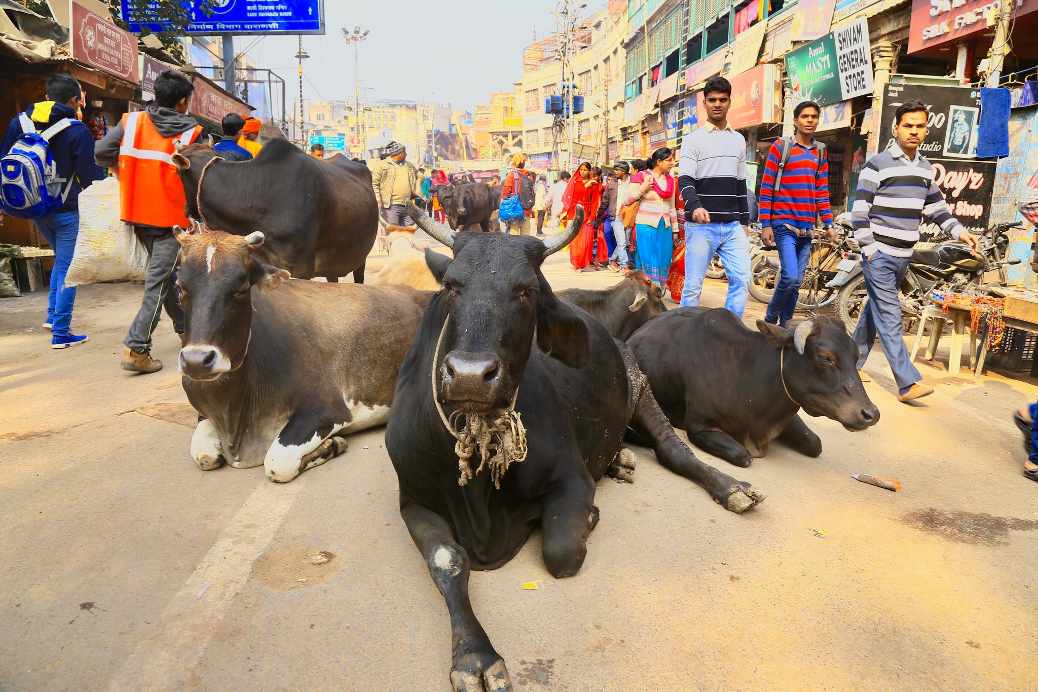 不可思议之印度 --牛,在印度是一种神圣的存在,穿行在圣城varanasi