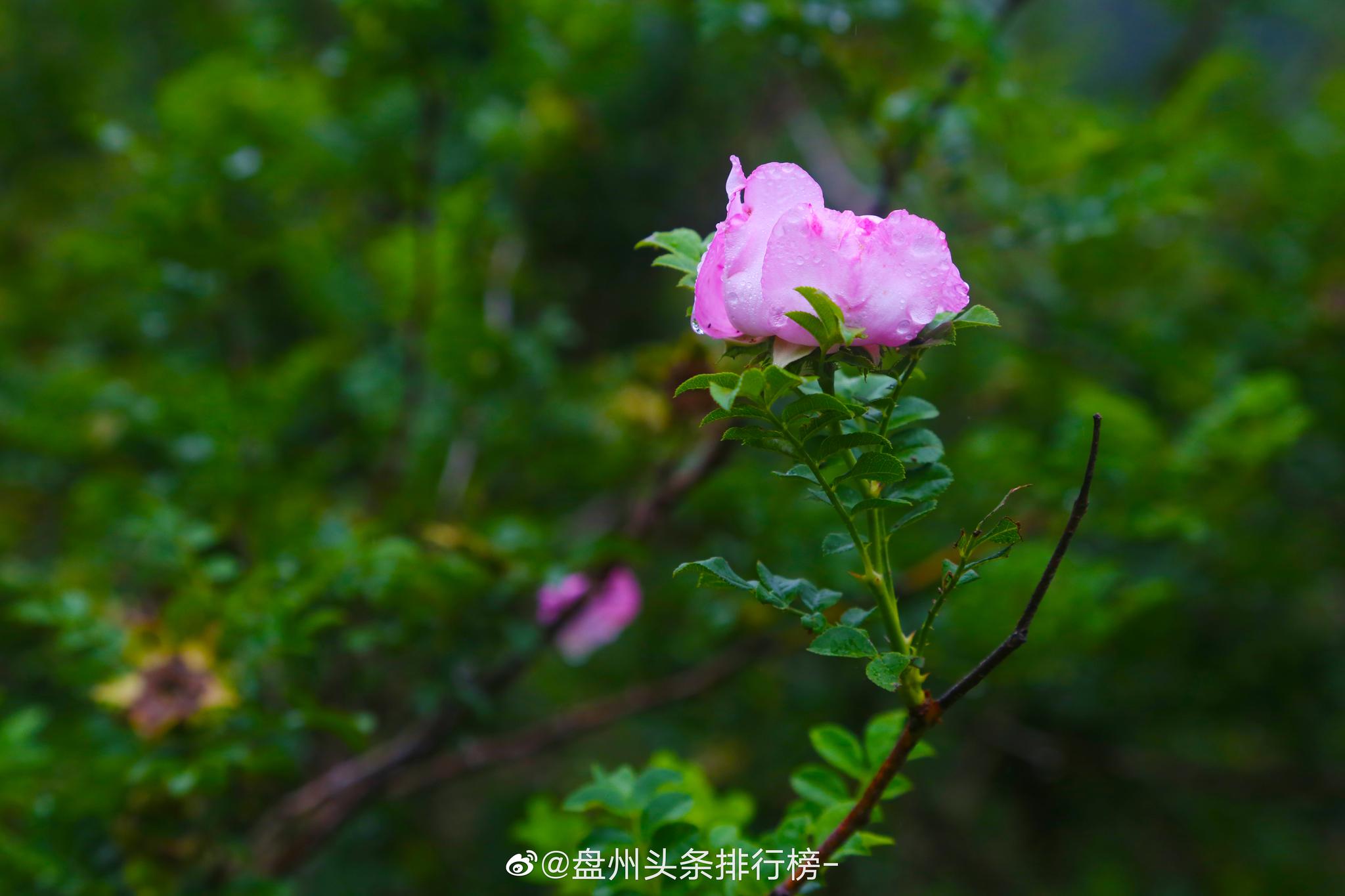 空山新雨后风景别样新山顶的刺梨花在一片绿意盎然里娇艳动人