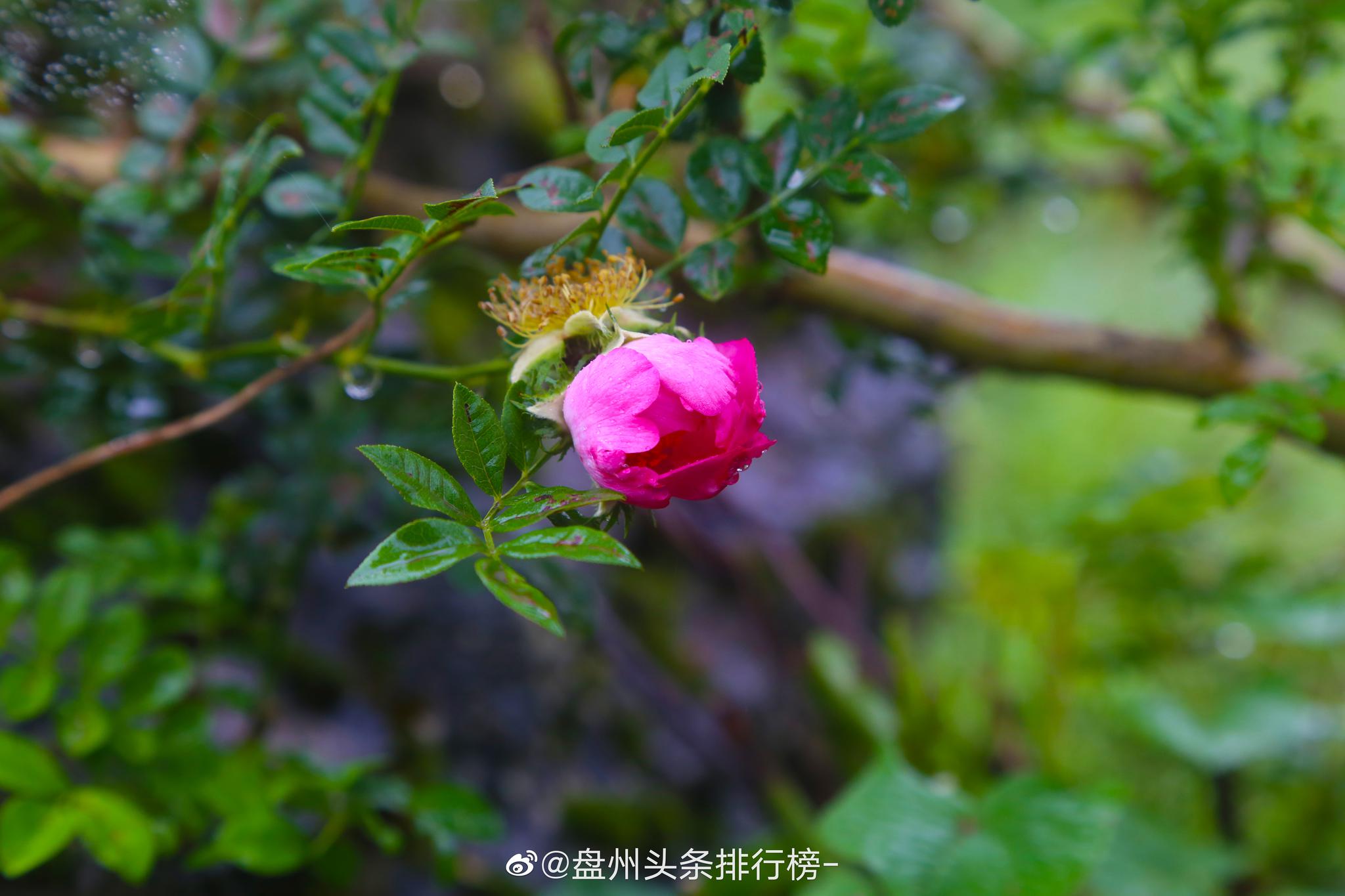 空山新雨后风景别样新山顶的刺梨花在一片绿意盎然里娇艳动人