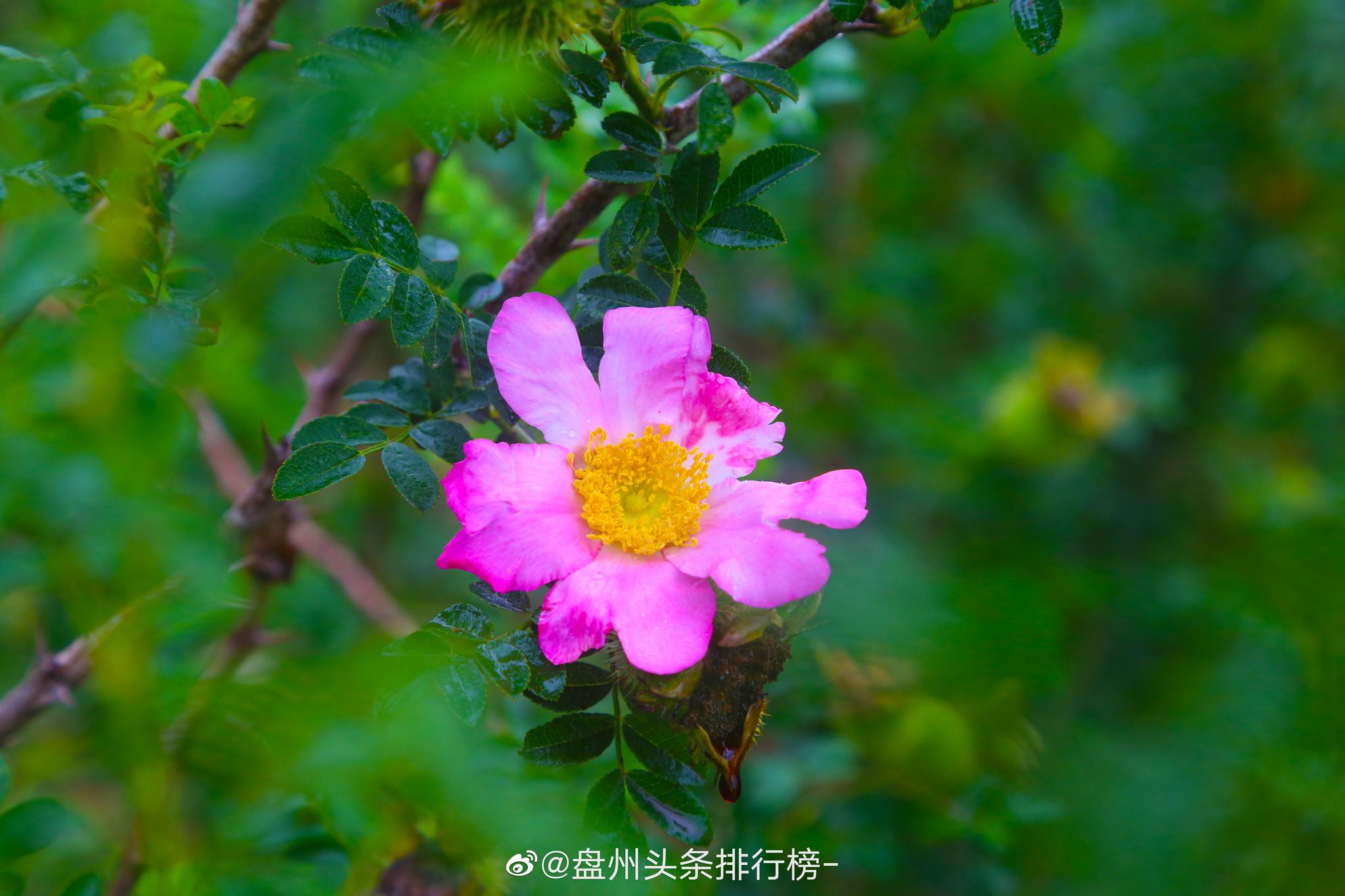 空山新雨后风景别样新山顶的刺梨花在一片绿意盎然里娇艳动人