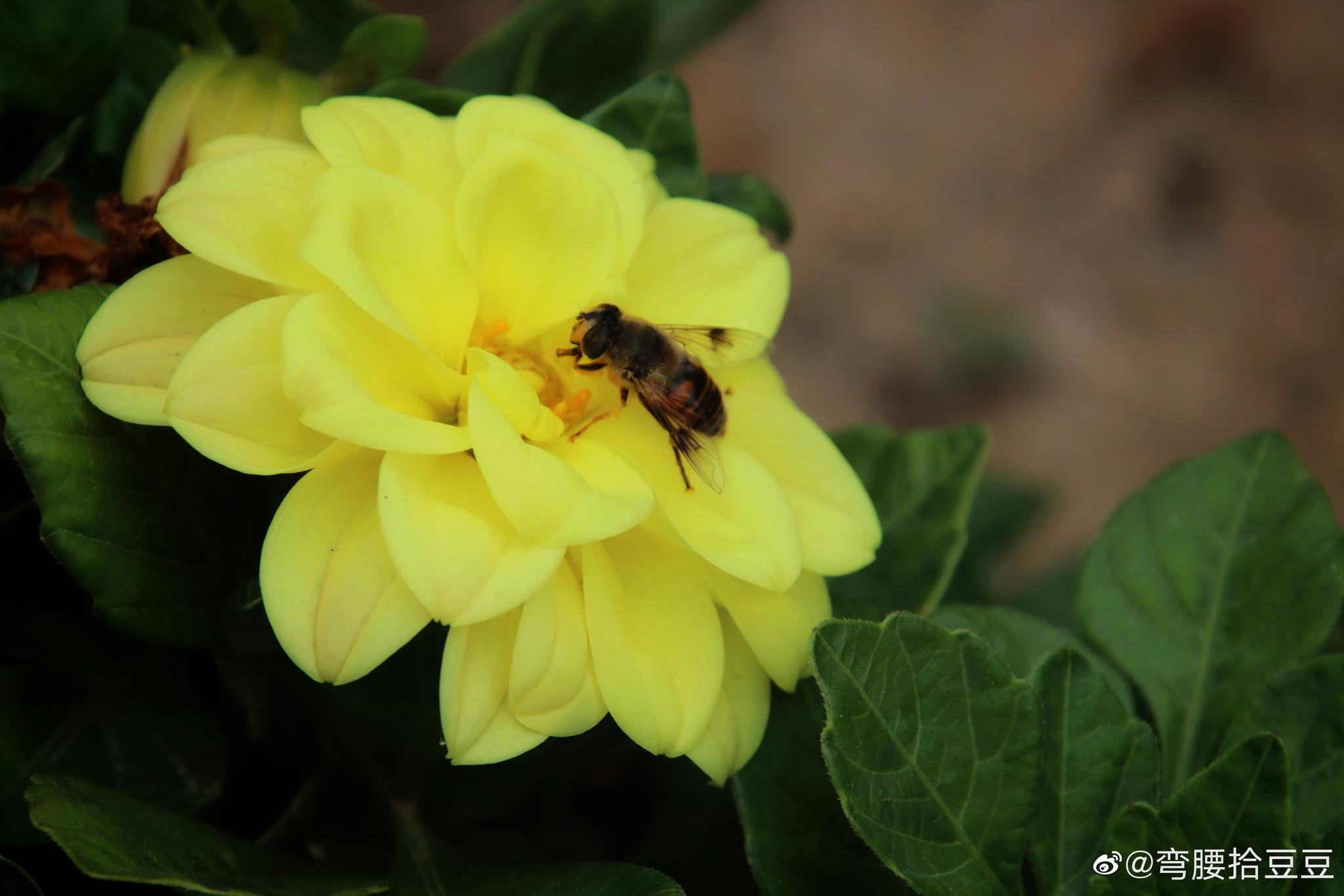 开在内蒙个包头的小丽花—也是包头市的市花