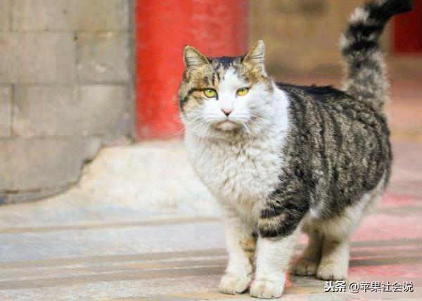 故宫网红御猫"小崽儿"走了,关于故宫它们你可知道?