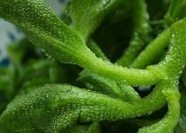 冰草|牧草|植物_新浪新闻