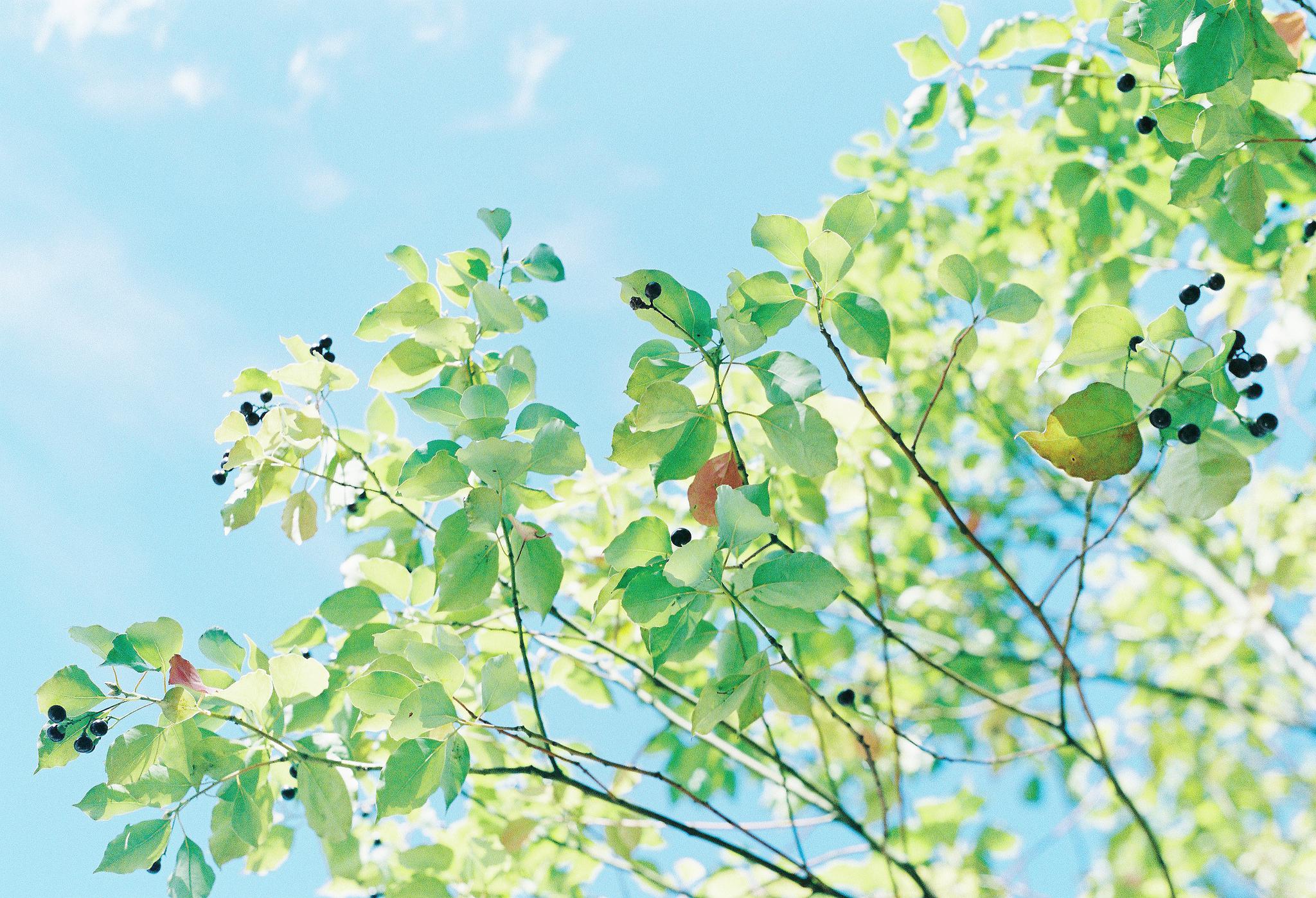 炭酸の泡が柔らかい春の光に溶けて林垂木