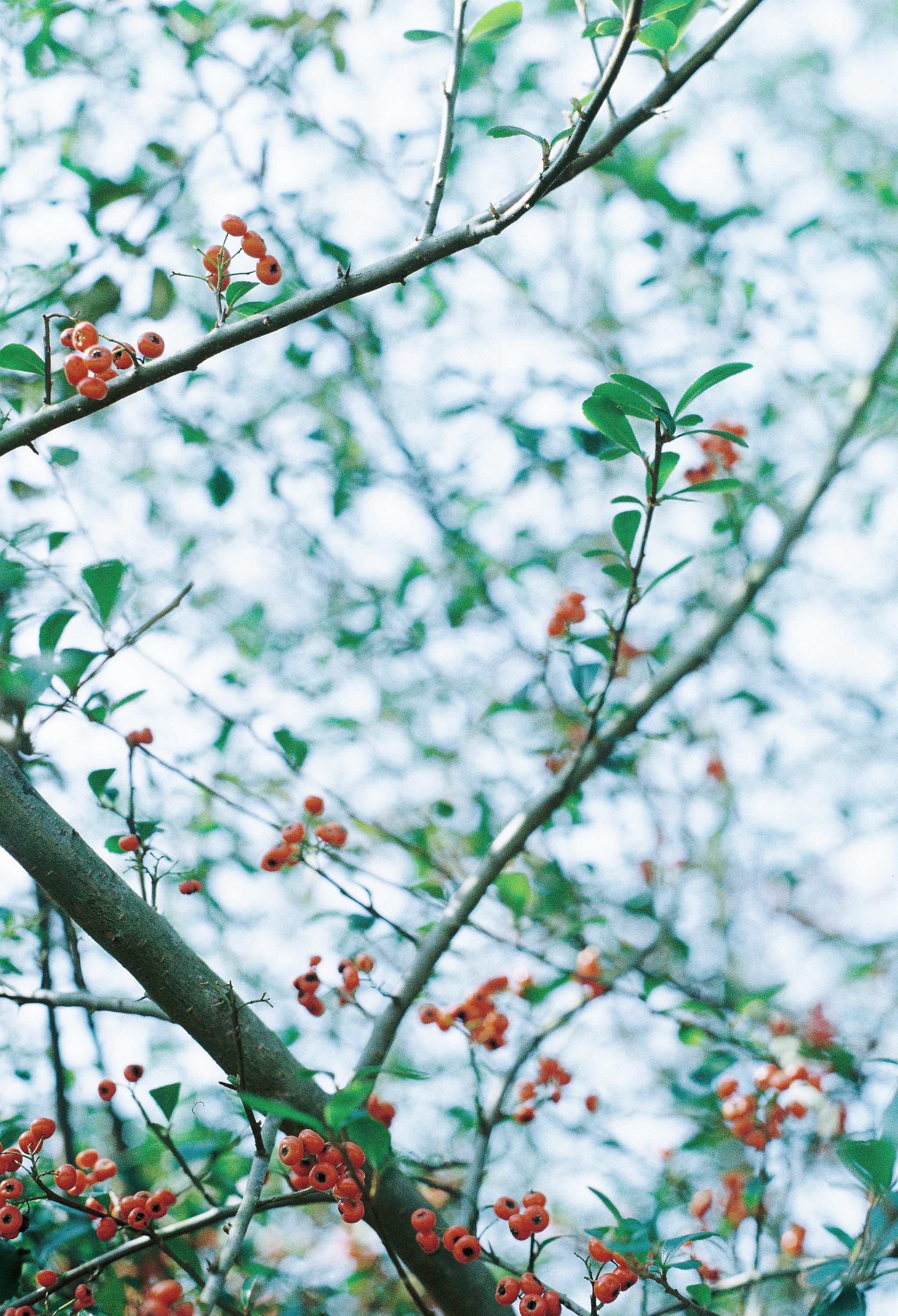 炭酸の泡が柔らかい春の光に溶けて林垂木