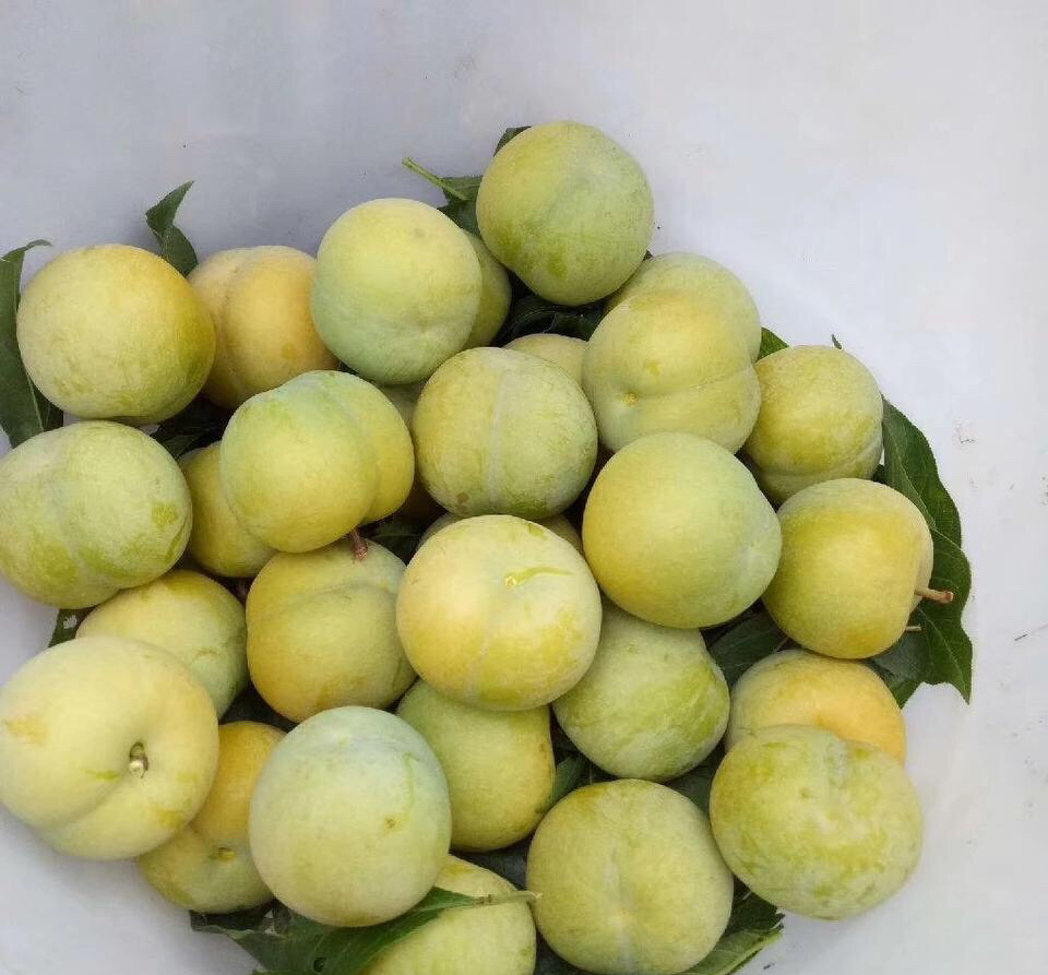 在贵州镇宁有一种青李子,不仅没有酸味,吃起来还带有蜂蜜的味道