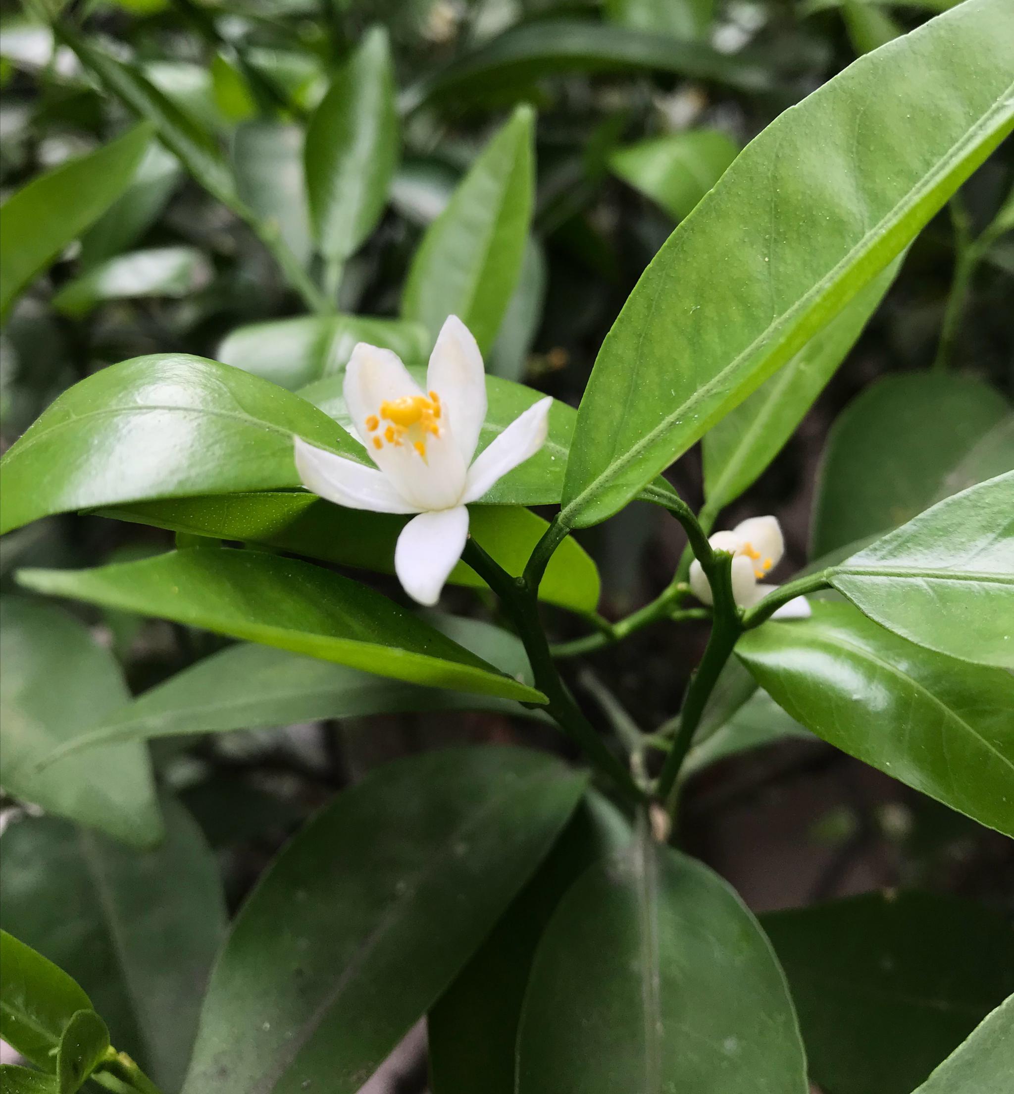 橘花 橘花