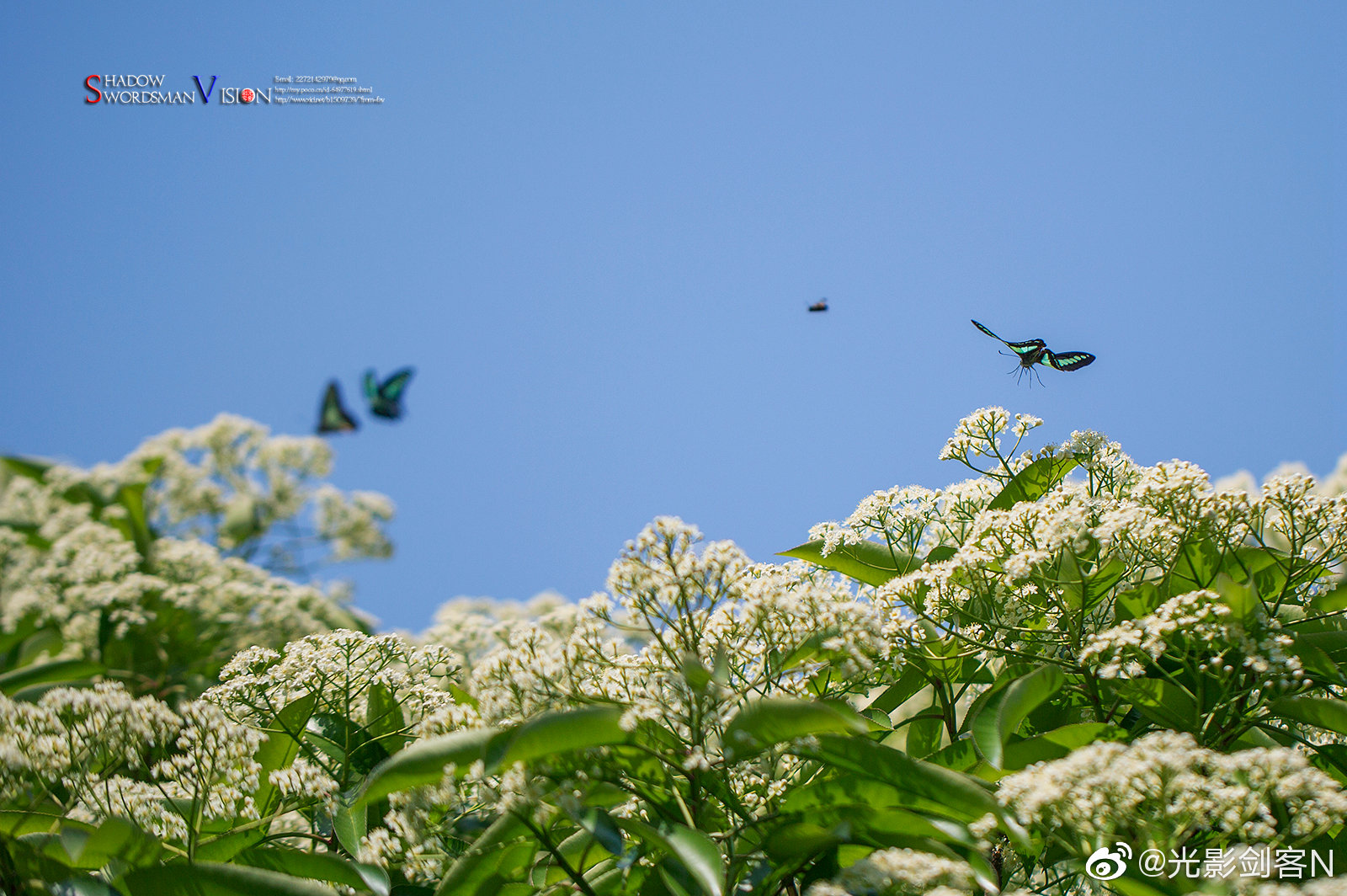 石楠花开等君来
