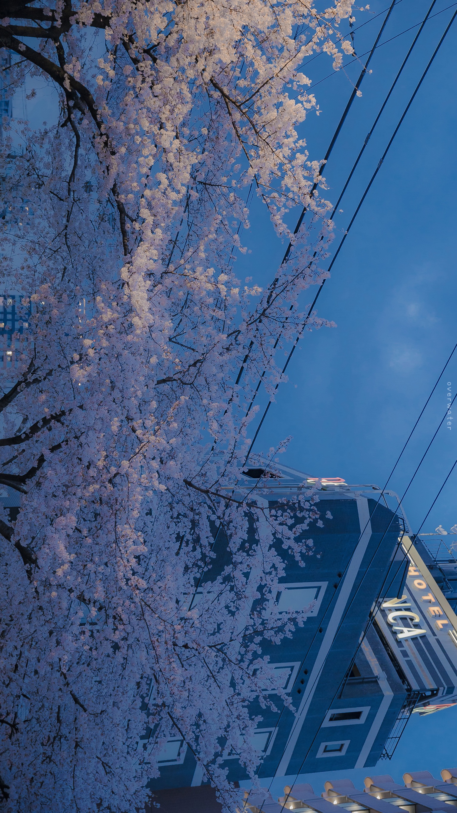 ins小清新夏日丨壁纸