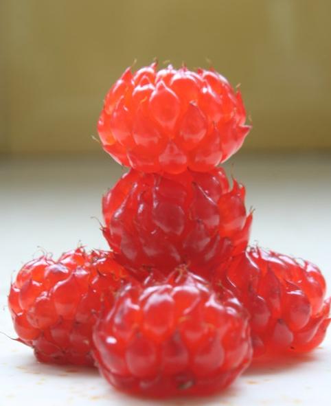 这2种野莓子长得像双胞胎农村人有时也分不清你吃过吗