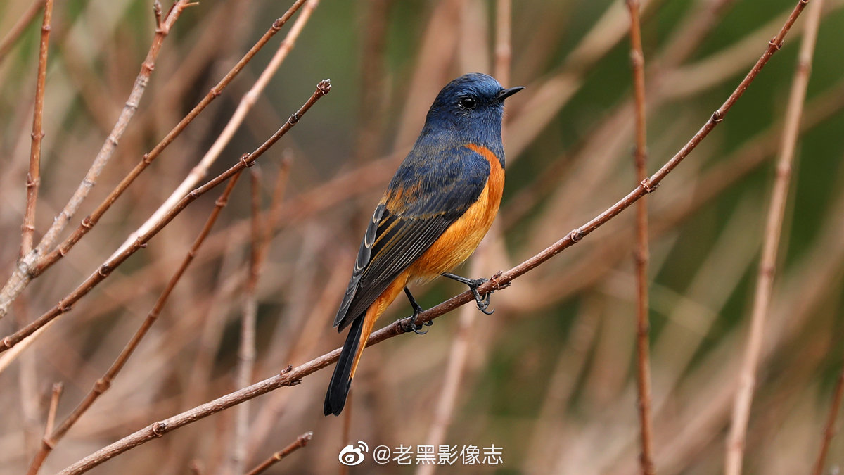 蓝额红尾鸲雀形目鹟科红尾鸲属鸟类多见于我国西南地区