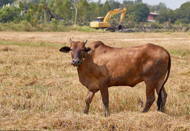 心理测试4头壮牛哪头养在富家测你的贵人运何时到来