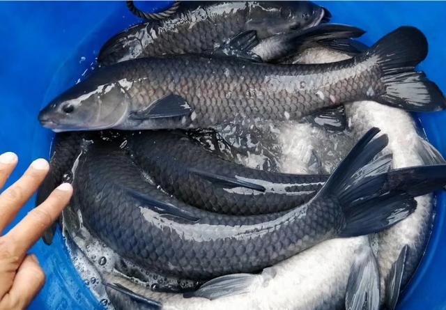 青鱼|螺蛳|鱼贩_新浪新闻