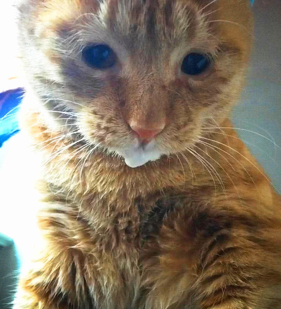 12斤胖丑橘猫突然口吐白沫医生一句话让主人差点尴尬死