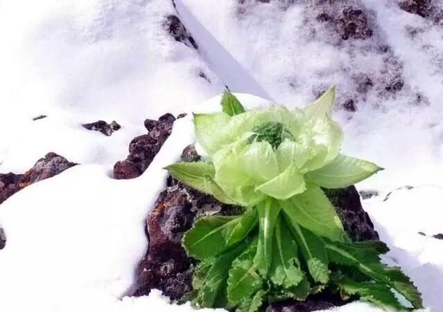 心理测试选择一朵神奇的天山雪莲测你最近会发生什么事情