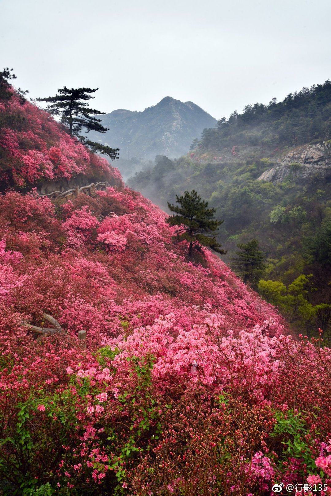 武汉黄陂云雾山每到三月末四月初正是杜鹃花盛开的季节