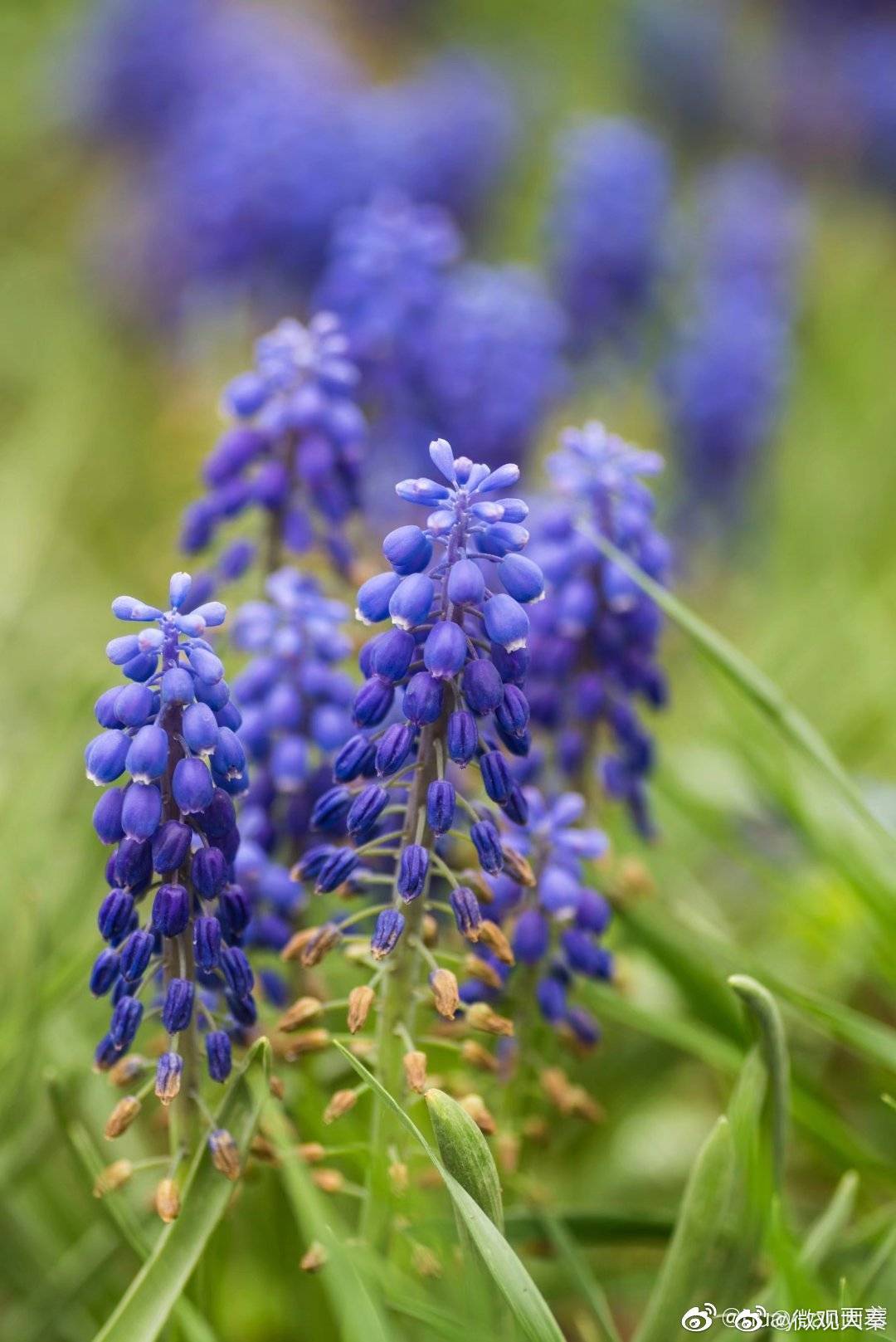 西安植物园遇见恬静典雅的葡萄风信子葡萄风信子又名蓝瓶花