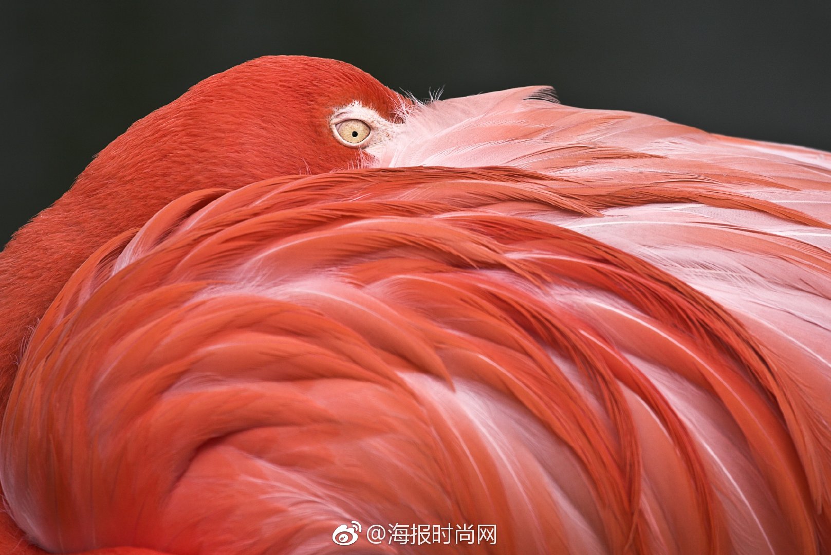 潘通pantone发布了2019年度流行色珊瑚红livingcoral