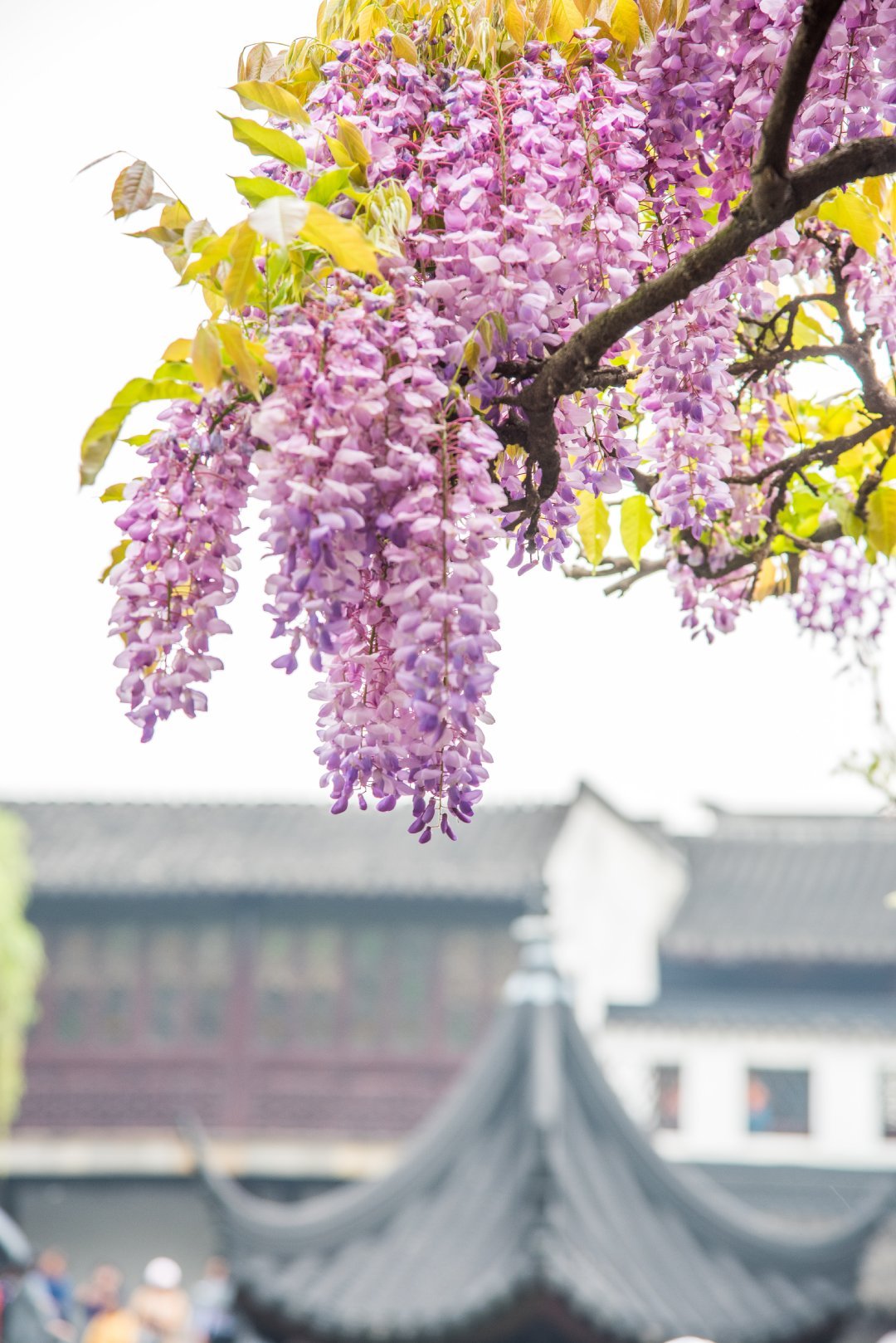 苏州狮子林的紫藤萝