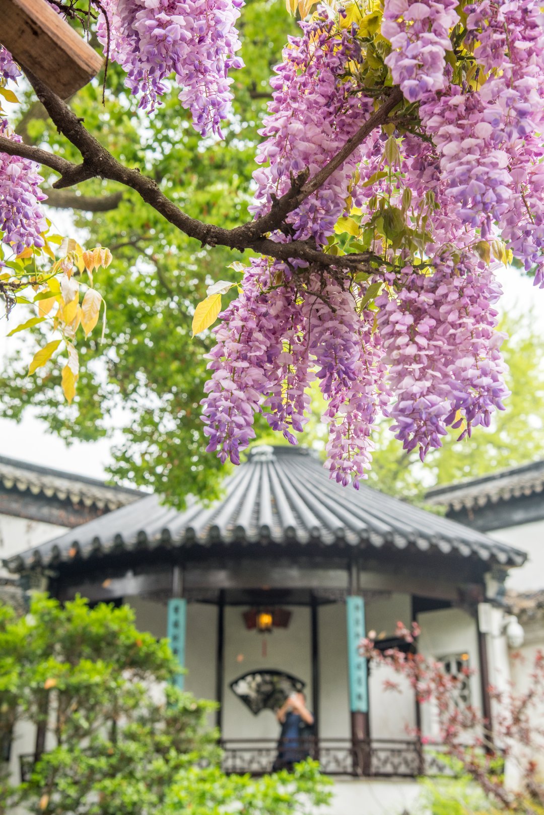 苏州狮子林的紫藤萝|狮子林|紫藤|苏州_新浪网