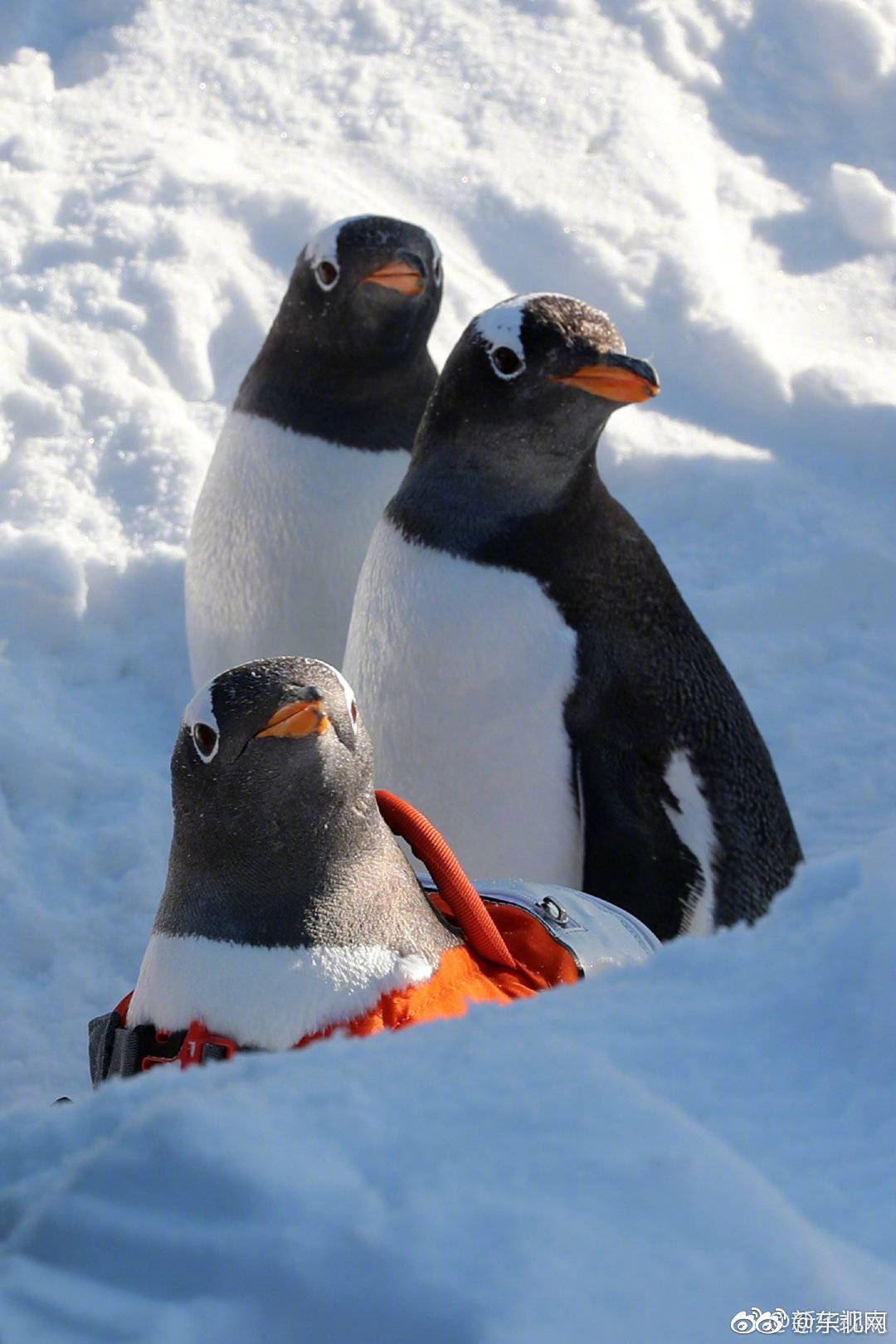 企鹅背起小书包 雪天玩雪忙