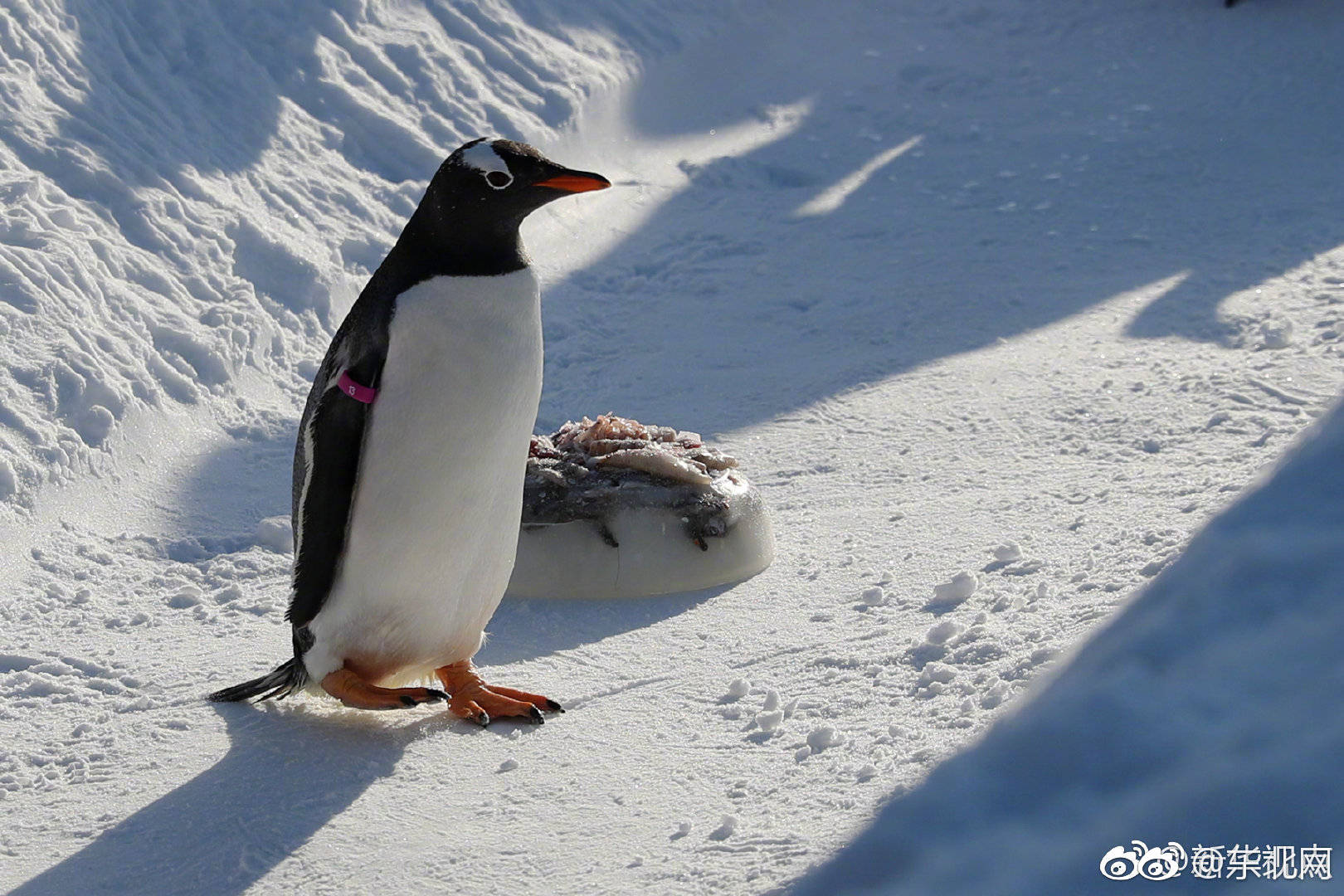 企鹅背起小书包 雪天玩雪忙
