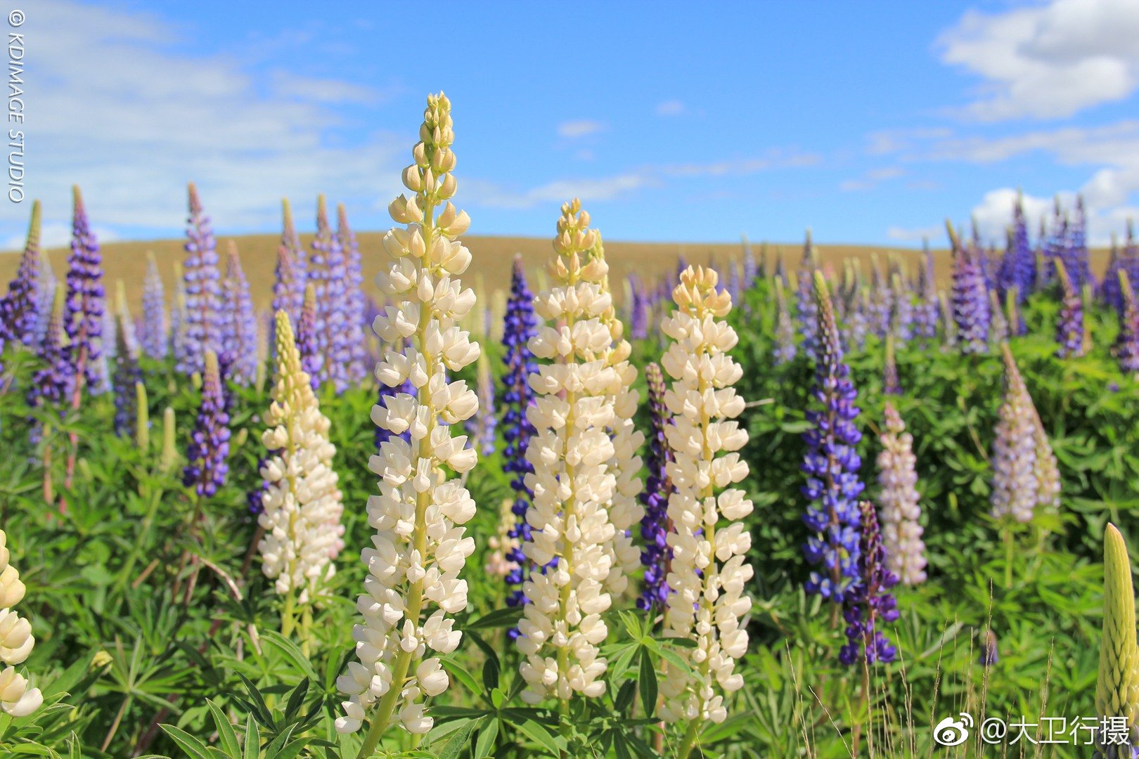 鲁冰电视剧形象揭秘 电视剧青瓷鲁冰为什么要300万