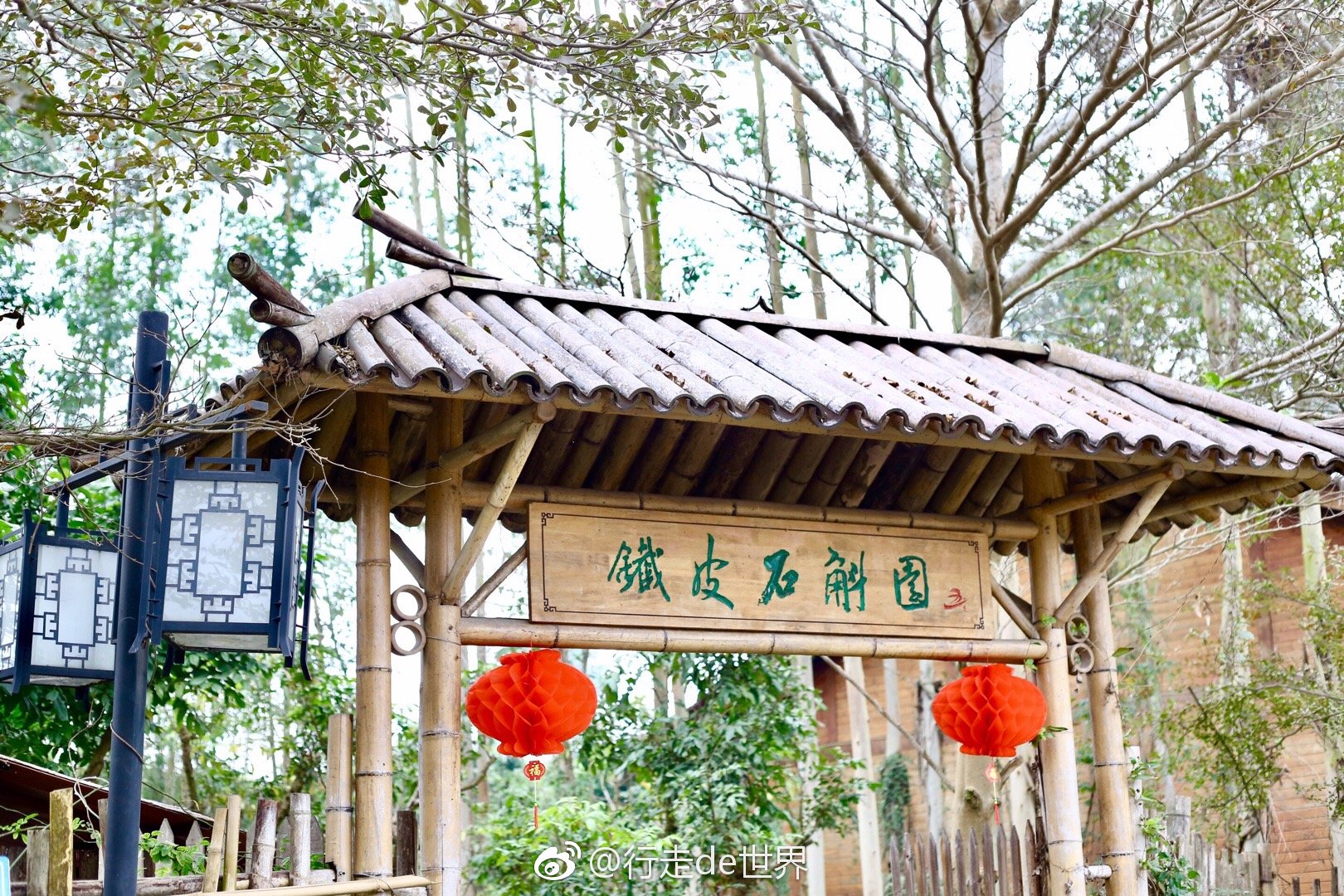 广西玉林石斛龙园整个种植园的龙眼树上都寄生着铁皮石斛
