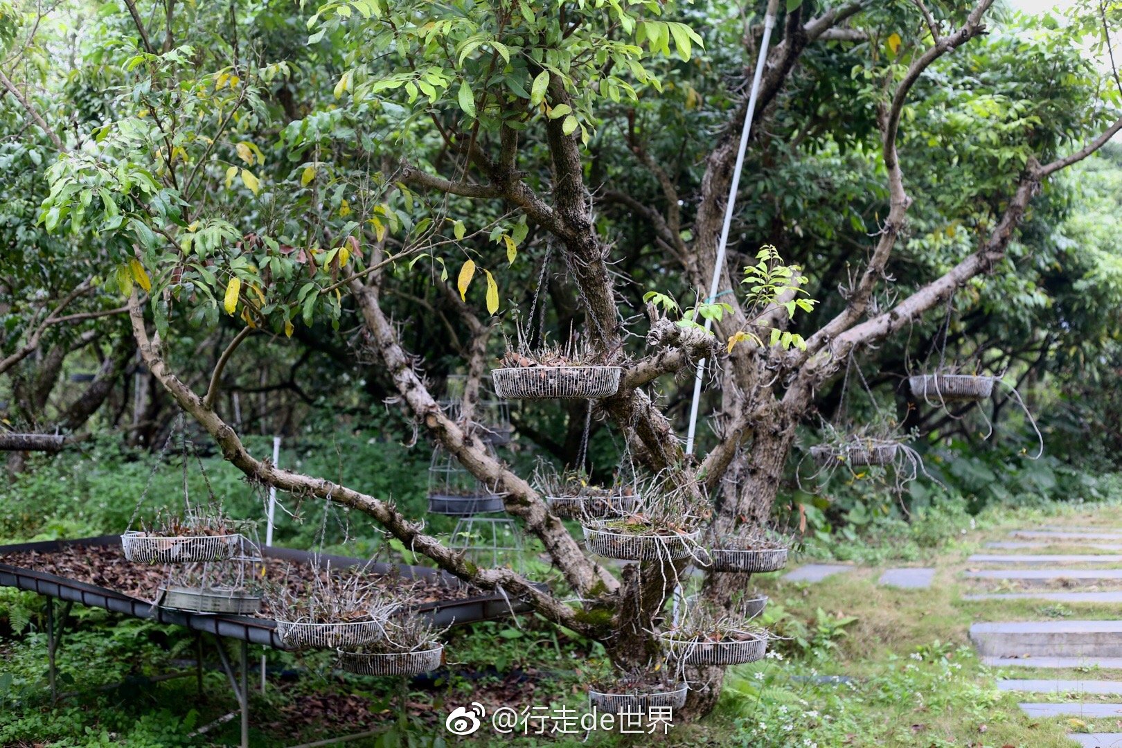 广西玉林石斛龙园整个种植园的龙眼树上都寄生着铁皮石斛
