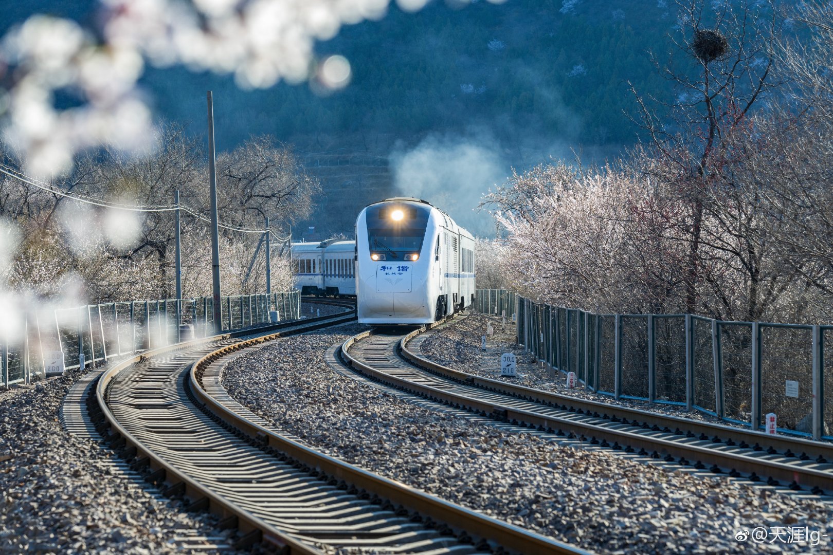 开往春天的列车 惊艳了整个北京 由北京城区开往延庆的通勤列车 开往春天的列车 惊艳了整个北京 由北京城区开往延庆的通勤列车