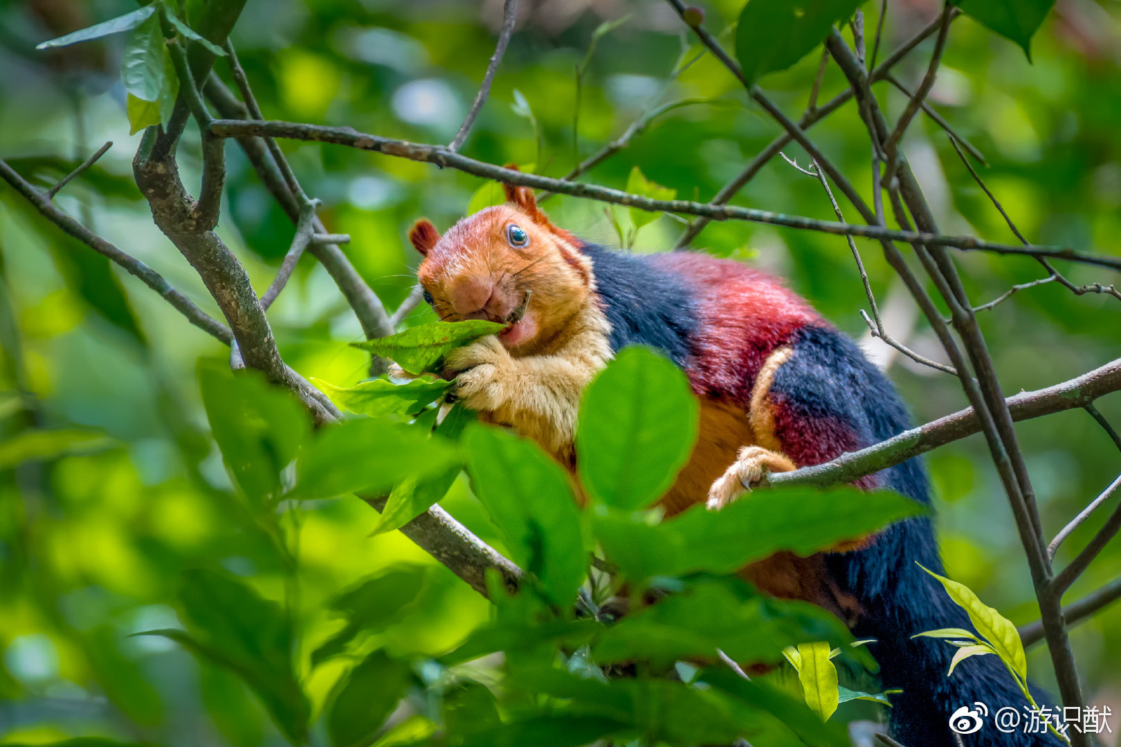 indica),特点是体型大,五颜六色,可以说是松鼠里的彩虹锦鲤了