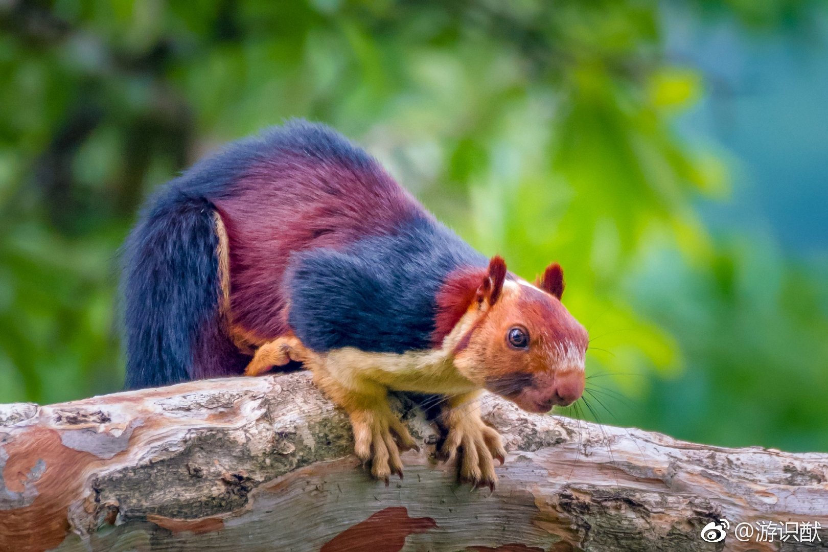 印度摄影师kaushikvijayan拍到的印度巨松鼠