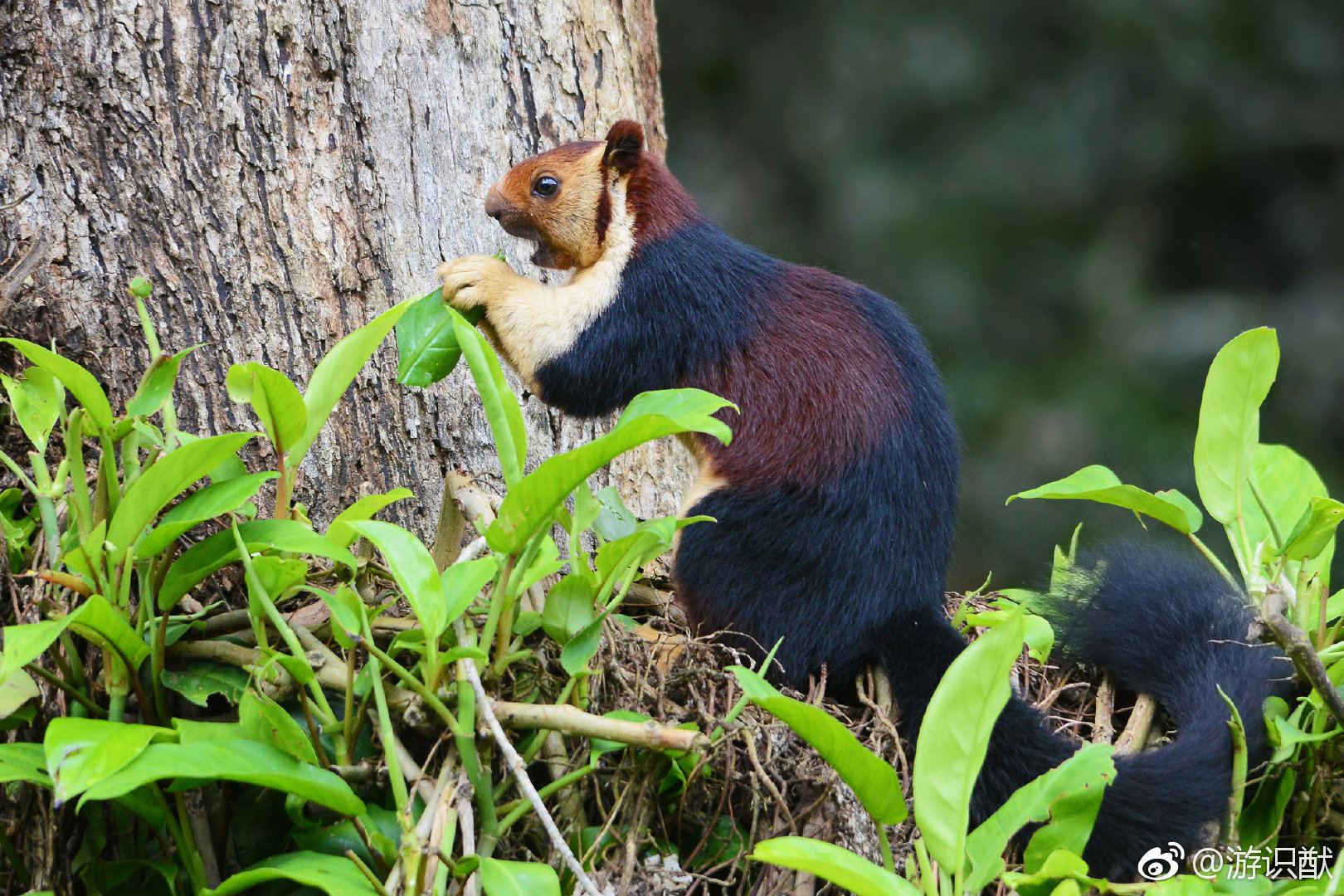 印度摄影师kaushikvijayan拍到的印度巨松鼠