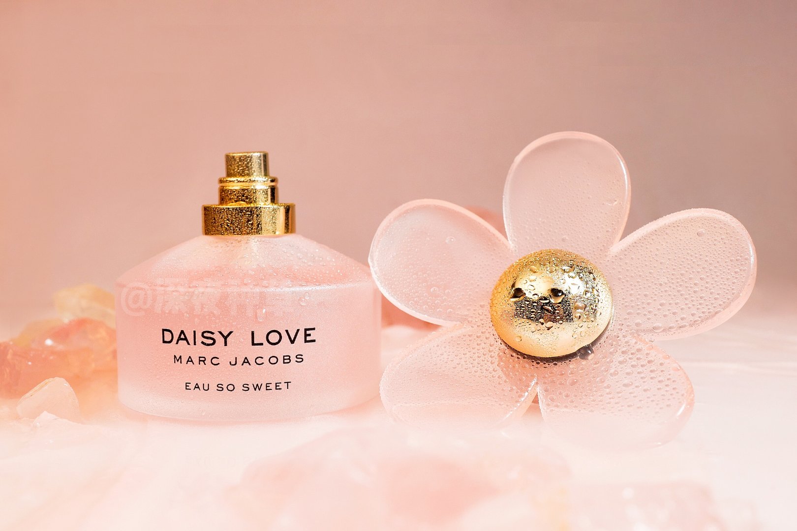 新入的小雏菊香水这回花瓣特别大浅浅的橘粉看起来特别有少女心女